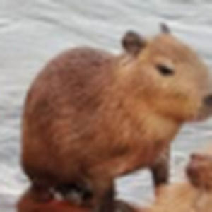 Meet your Posher, Itzel